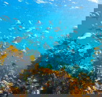 Snorkelling McKenzies Beach - Find Attractions
