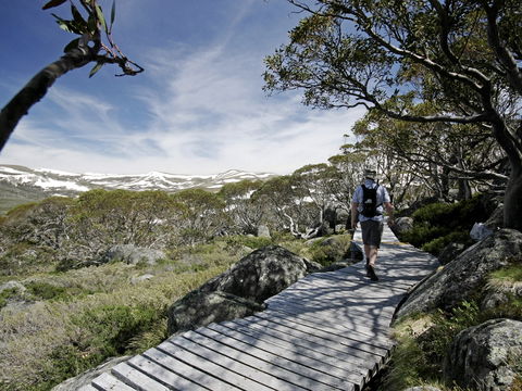 Snow Gums Boardwalk - Find Attractions 0