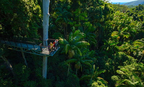 Tamborine Rainforest Skywalk - Find Attractions 0