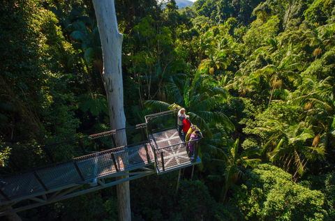 Tamborine Rainforest Skywalk - Find Attractions 1