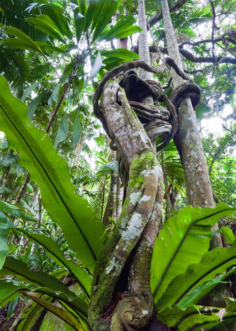 Tamborine Rainforest Skywalk - Find Attractions 2