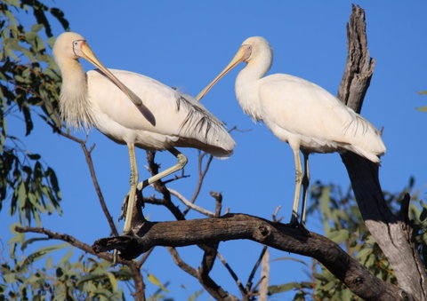 Tumut Wetlands - Find Attractions 2