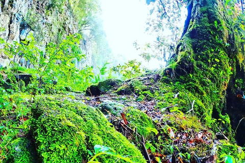 Rainforest & Waterfall Experience - Find Attractions 8
