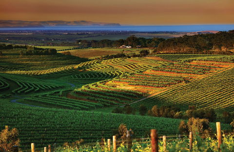 Mclaren Vale - Find Attractions 1
