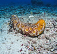 Two Towers Dive Site - Find Attractions