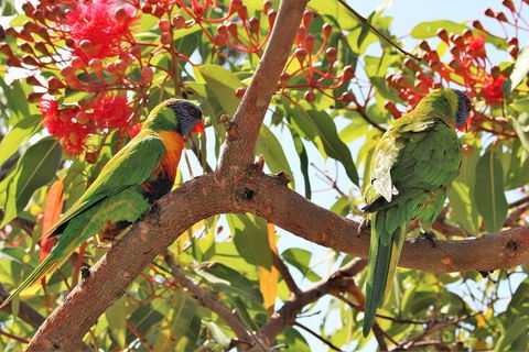 Half Day Manly Beach And More - Find Attractions 10