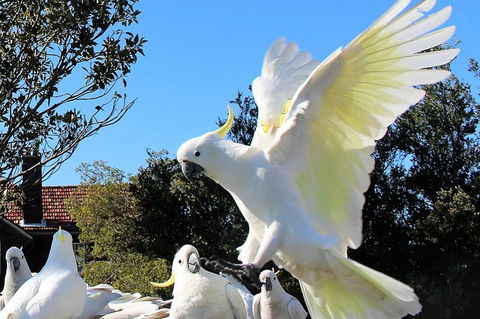 Half Day Manly Beach And More - Find Attractions 1