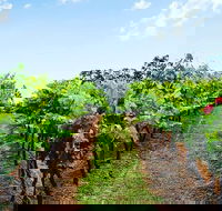 Tintilla Estate Wine Tasting with a Meat and Cheese Platter - Find Attractions