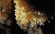 Jenolan Caves: Ribbon Cave Tour - thumb 1