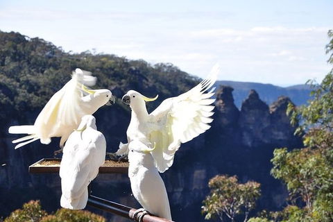 All-Inclusive Blue Mountains Tour In A Luxury Mercedes Sprinter - Find Attractions 1