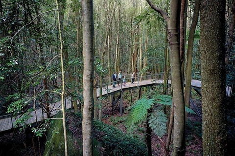 All-Inclusive Blue Mountains Tour In A Luxury Mercedes Sprinter - Find Attractions 13