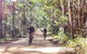 Guided E Bike Tour - Unicorn Falls & National Park - thumb 6