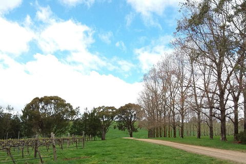 All-inclusive Morning Wine Tour In Orange - Find Attractions 8