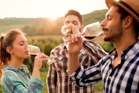 All-inclusive Morning Wine Tour In Orange - Find Attractions 0
