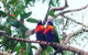 Central Coast Private Tour From Sydney, Plus Included Australian Reptile Park - thumb 7