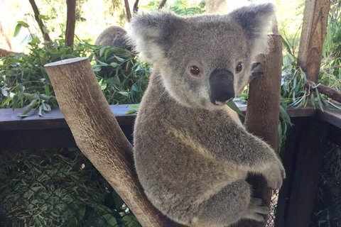 Central Coast Private Tour From Sydney, Plus Included Australian Reptile Park - Find Attractions 2