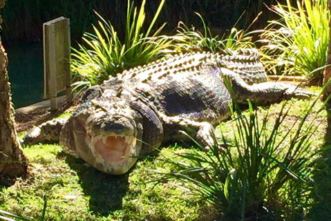 Central Coast Private Tour From Sydney, Plus Included Australian Reptile Park - Find Attractions 5