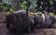 Walking With Wild Wombats Private Day Trip From Sydney - thumb 2
