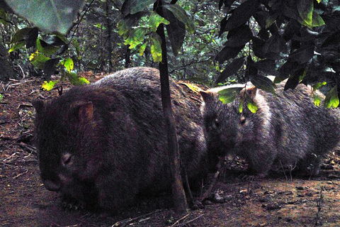Walking With Wild Wombats Private Day Trip From Sydney - Find Attractions 2