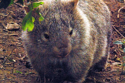 Walking With Wild Wombats Private Day Trip From Sydney - Find Attractions 0