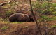 Walking With Wild Wombats Private Day Trip From Sydney - thumb 1