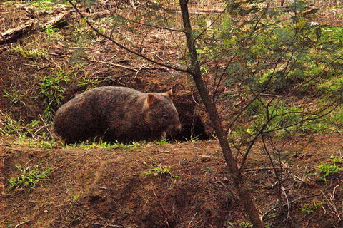 Walking With Wild Wombats Private Day Trip From Sydney - Find Attractions 1