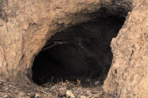 Walking With Wild Wombats Private Day Trip From Sydney - Find Attractions 3