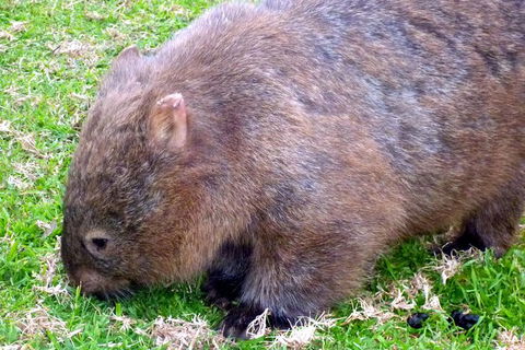 Walking With Wild Wombats Private Day Trip From Sydney - Find Attractions 5