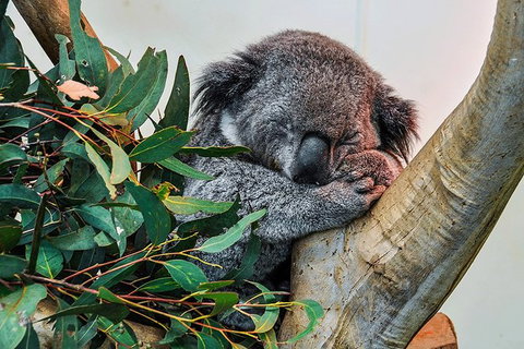 Blue Mountains Highlights, Wildlife Park And Scenic World Full Day Private Tour - Find Attractions 1