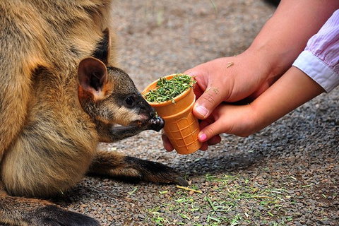Blue Mountains Highlights, Wildlife Park And Scenic World Full Day Private Tour - Find Attractions 3