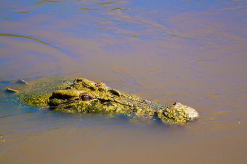 Jumping Crocs & Nature Adventure Cruise From Darwin - Find Attractions 9