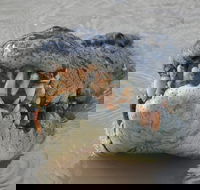 Jumping Crocodile Day Trip from Darwin - Find Attractions
