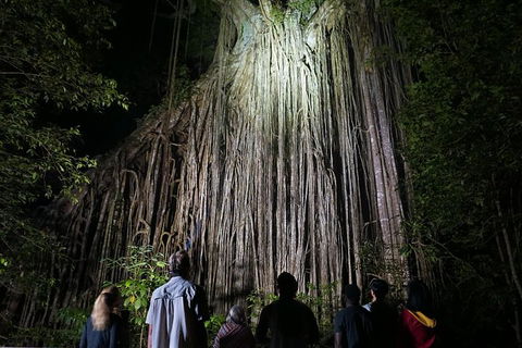 Atherton Tablelands Rain Forest By Night From Cairns - Find Attractions 3