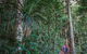 Atherton Tablelands Rain Forest By Night From Cairns - thumb 0