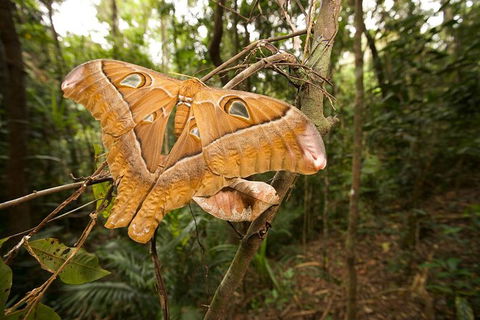 Atherton Tablelands Rain Forest By Night From Cairns - Find Attractions 1