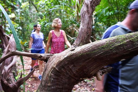 Atherton Tablelands Rain Forest By Night From Cairns - Find Attractions 8