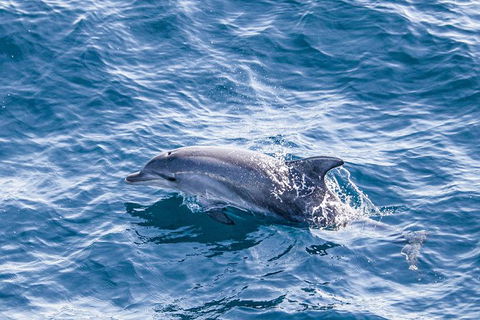 All Inclusive Dolphin And Tangalooma Wrecks Cruise - Find Attractions 5