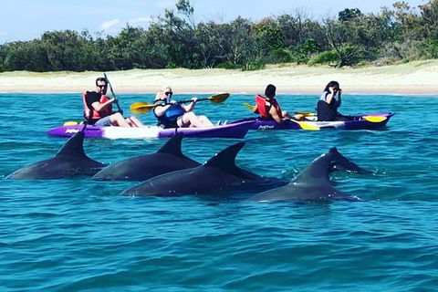 Half Day Dolphin Kayaking And Snorkeling Tour - Find Attractions 1