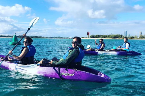 Half Day Dolphin Kayaking And Snorkeling Tour - Find Attractions 5