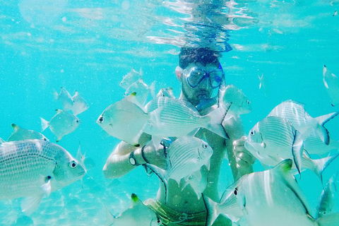 Half Day Dolphin Kayaking And Snorkeling Tour - Find Attractions 3
