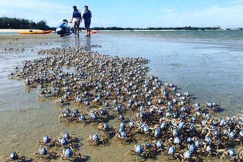 Half Day Dolphin Kayaking And Snorkeling Tour - Find Attractions 10