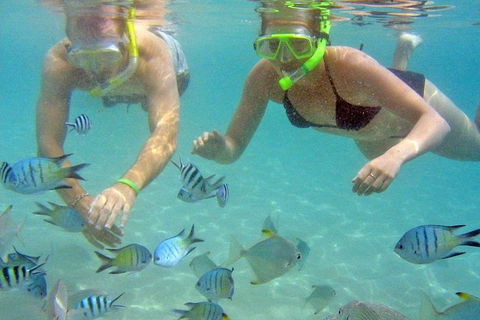 Half Day Dolphin Kayaking And Snorkeling Tour - Find Attractions 4