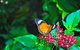 Cairns City Sights And Surrounds Tour - thumb 8