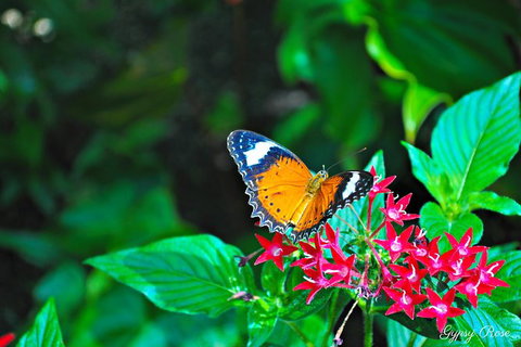 Cairns City Sights And Surrounds Tour - Find Attractions 8