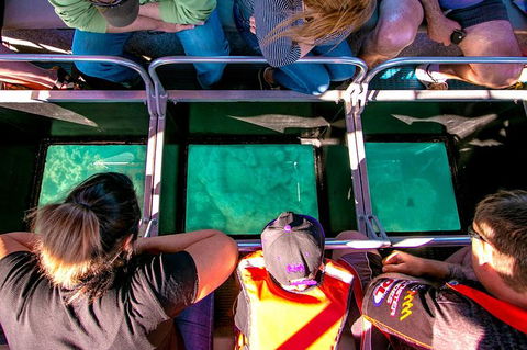 Airlie Beach Glass Bottom Boat Tour - Find Attractions 4