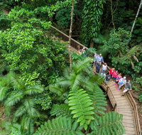 Daintree Rainforest Cape Tribulation and Bloomfield Track Small Group Tour - Find Attractions
