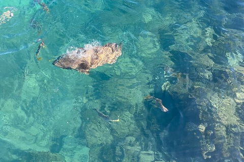 Aquascene Magnetic Island Discovery Tour - Find Attractions 6