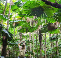 2-Day Cape Tribulation and Daintree Rainforest Tour from Cairns /Port Douglas - Find Attractions