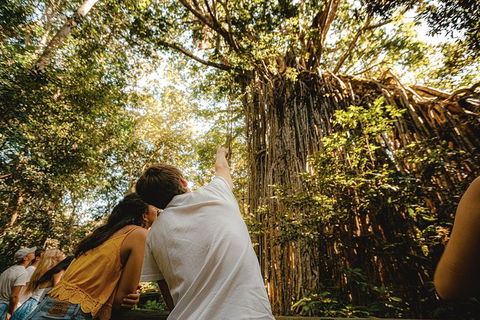 Atherton Tablelands Waterfalls And Rainforest Day Tour Departing Cairns - Find Attractions 1