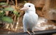 Cairns ZOOM And Wildlife Dome - thumb 3